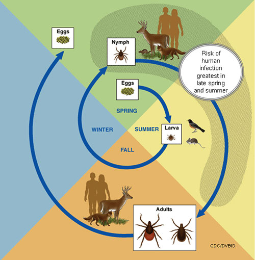 tick-life-cycle